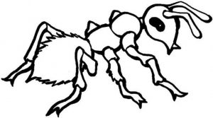 Ant-Coloring-Pages-Kids