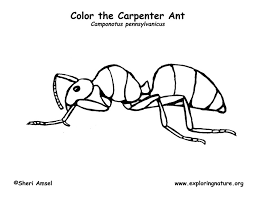 Ant coloring page for kids