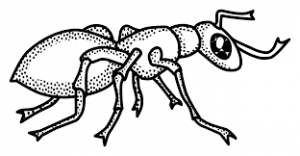 Download free printable Ant coloring page