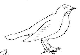 Free canary coloring pages for preschool