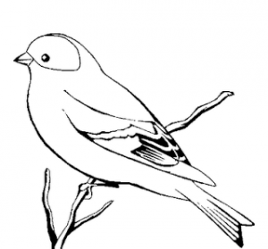 Free printable canary colouring