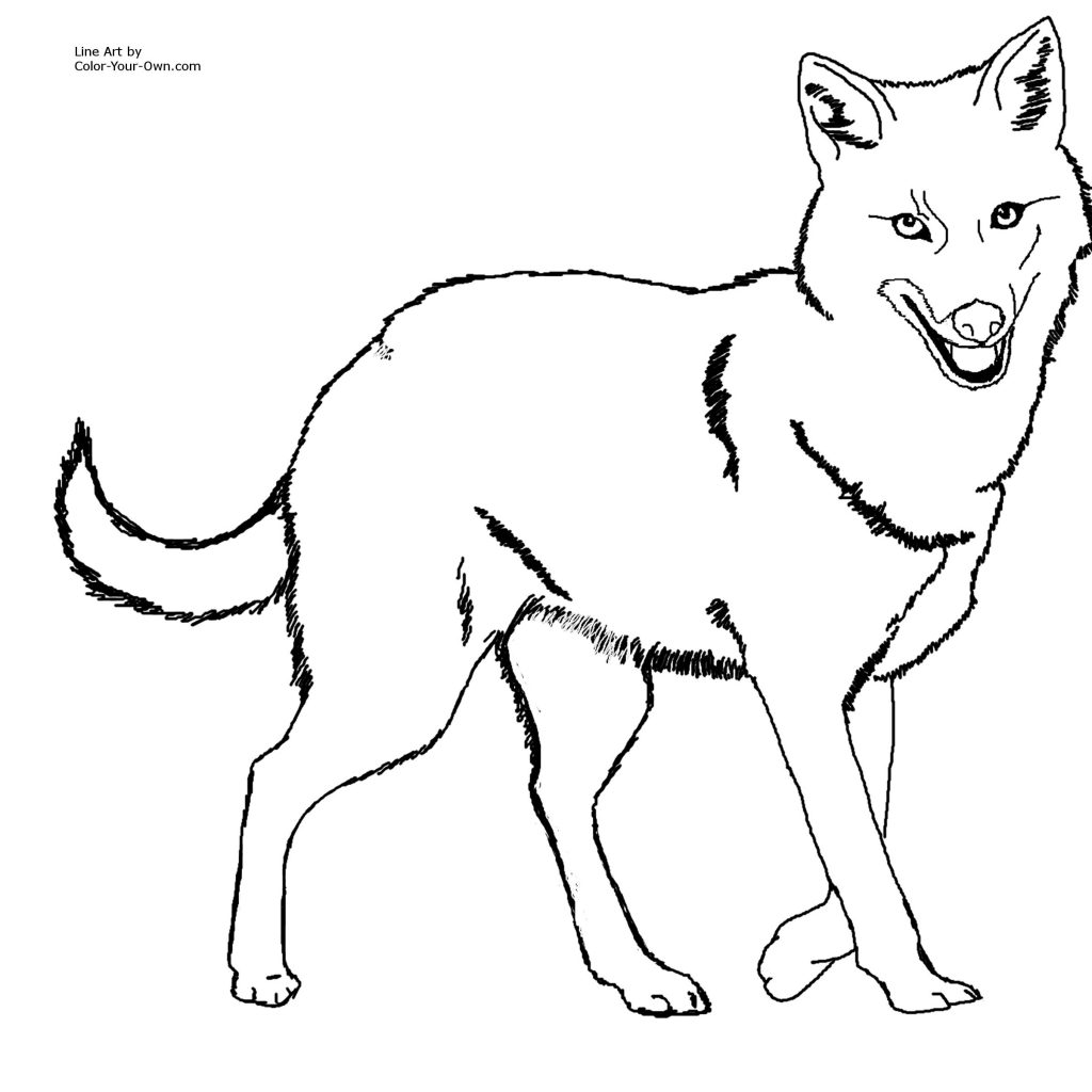 Indian jackal coloring pages 1024x1024