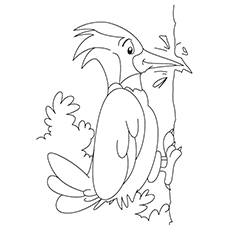 Northern-Flicker-coloring-pages