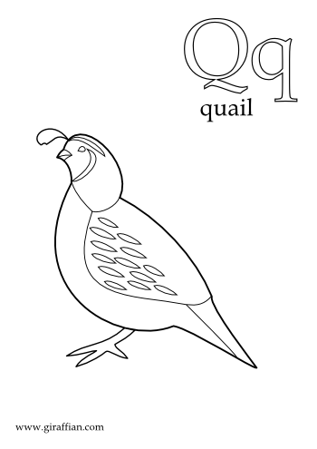 Quail-printable-coloring-pages-for-preschool