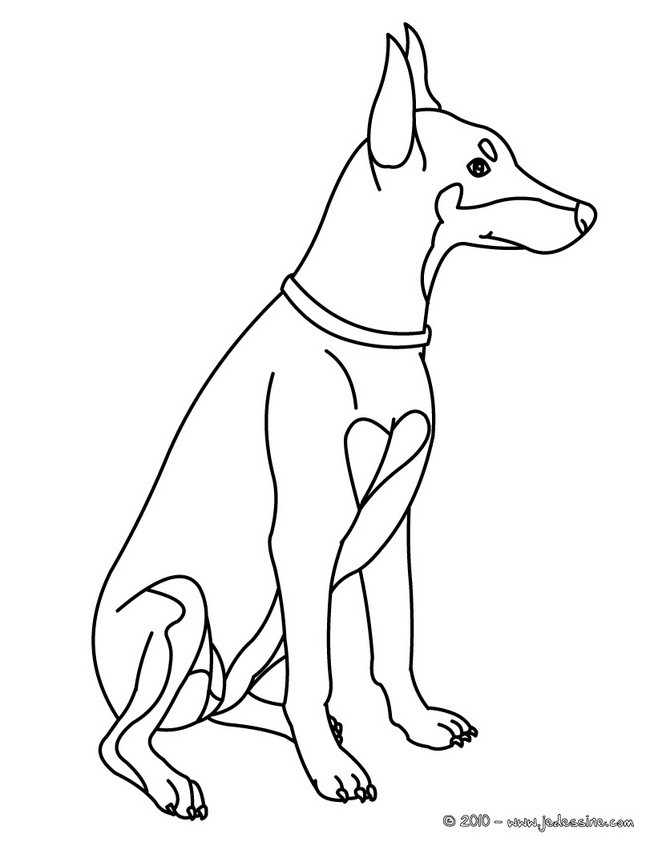 Doberman Colouring Pages