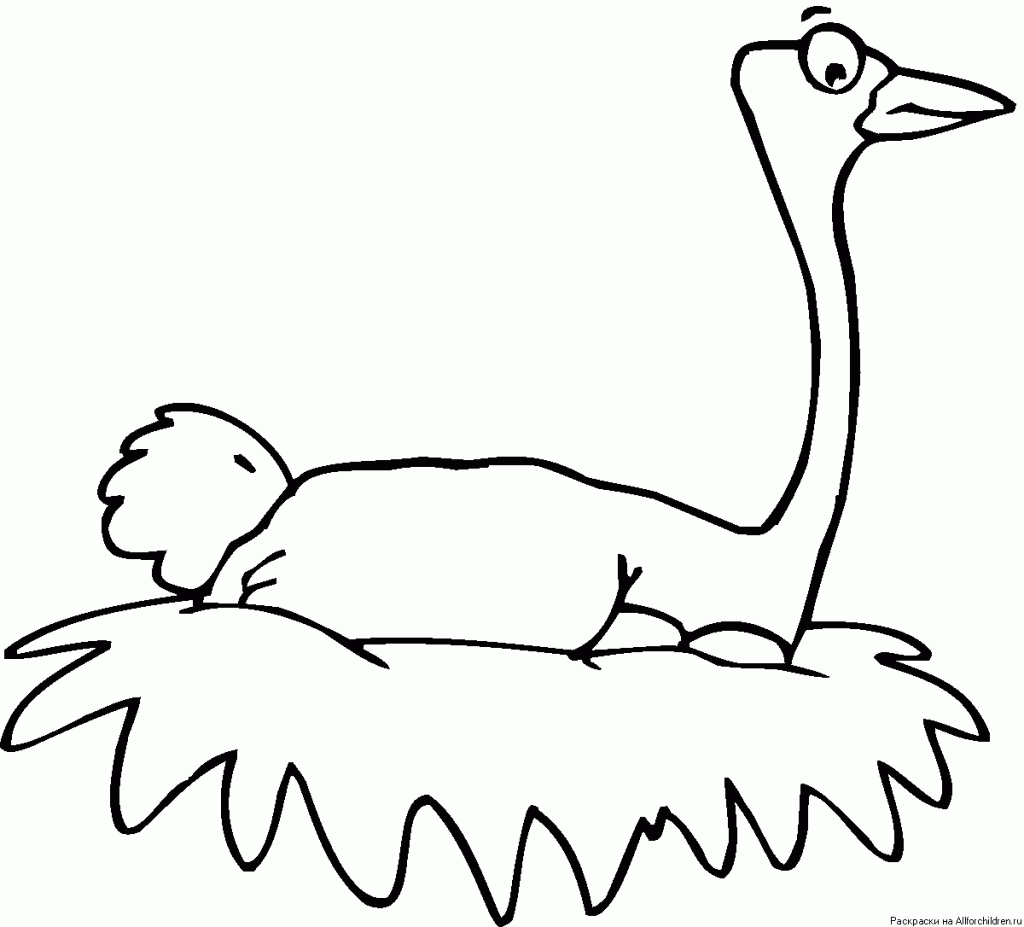 animals-ostrich-coloring-pages-for-preschool
