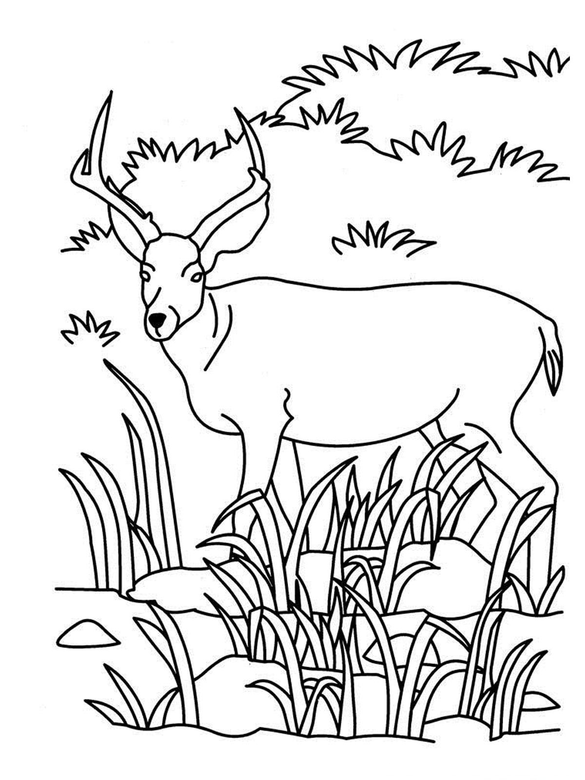antelope-colouring-page
