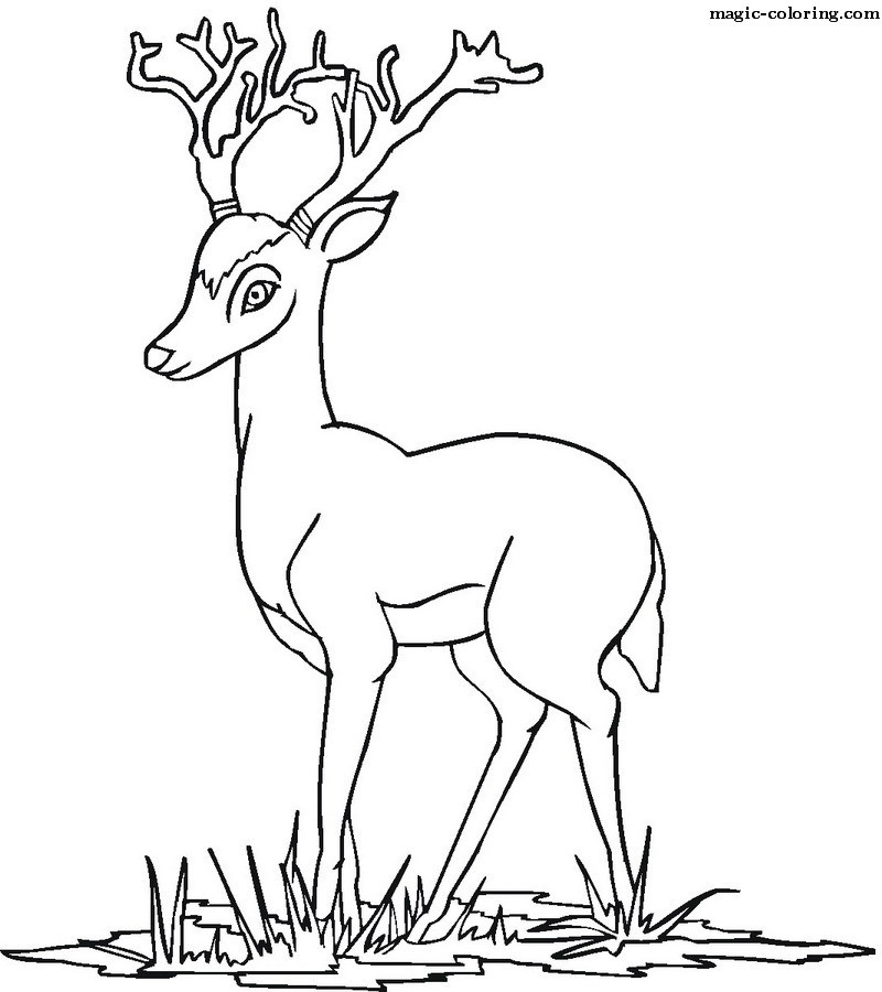 antelopes_coloring_pages