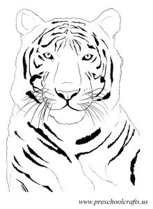 beatiful tiger coloring pages for preschool