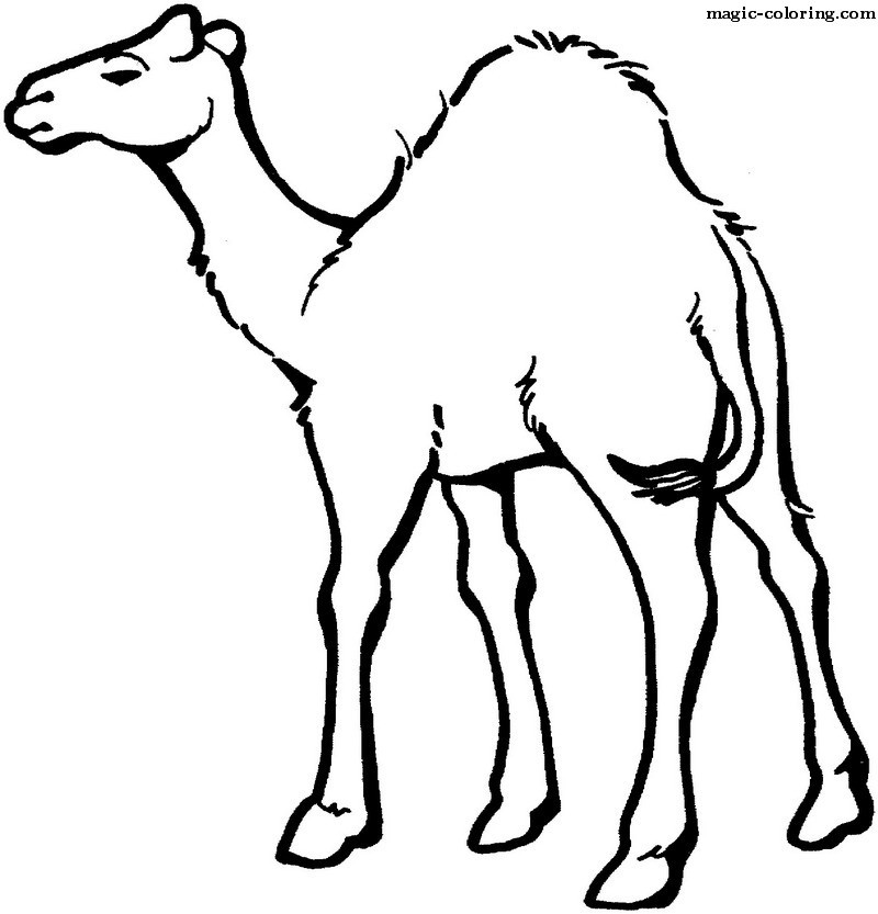 camels_coloring_pages