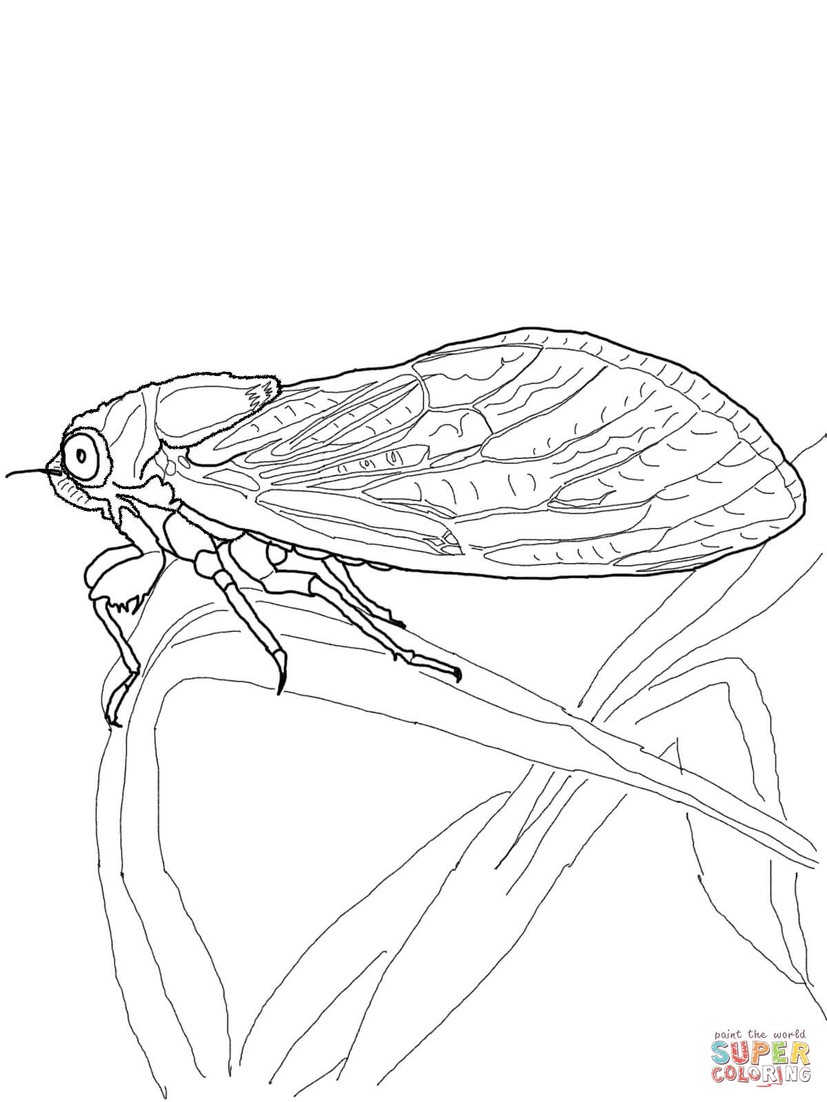 cicada-coloring-page
