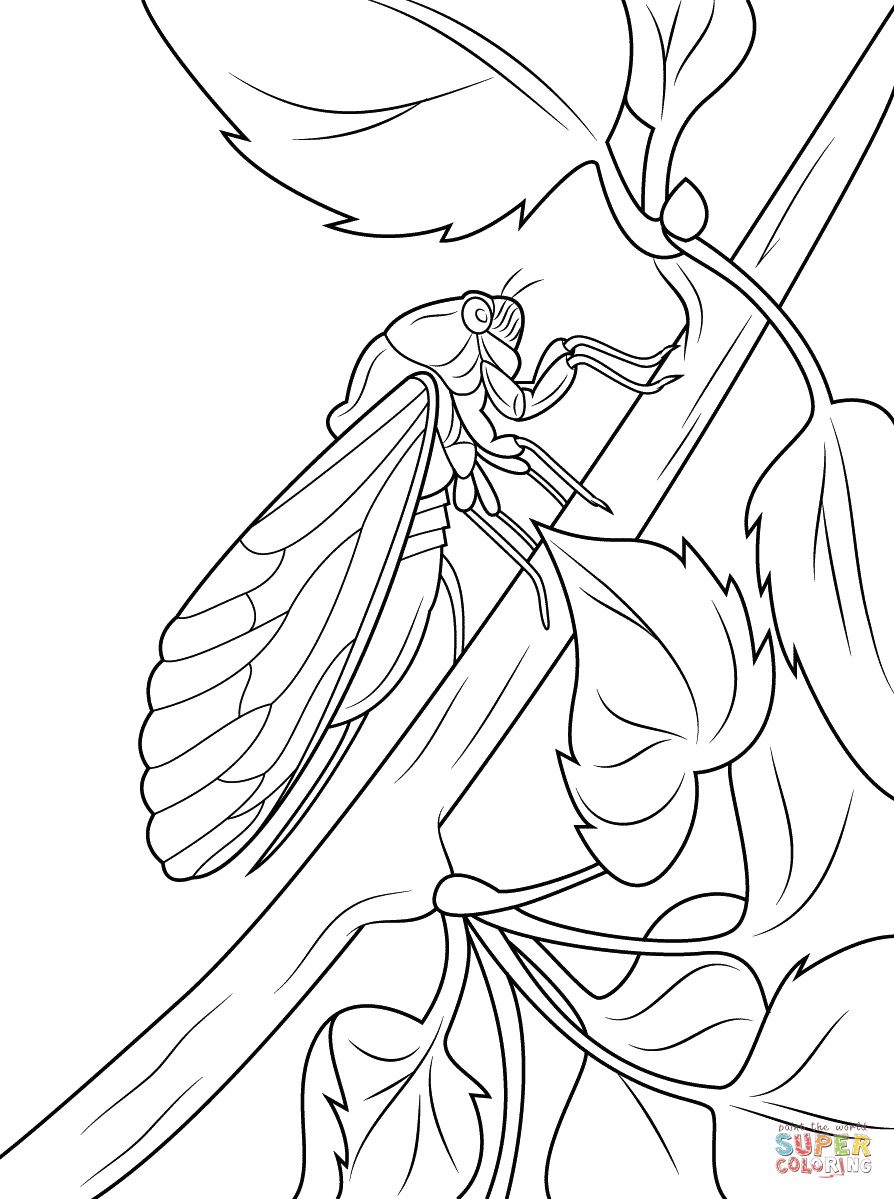 cicada-coloring-pages