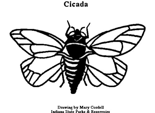 cicada_coloring