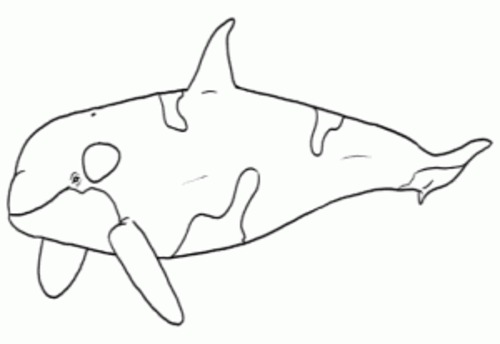 Whale Coloring Pages For Preschool Preschool and