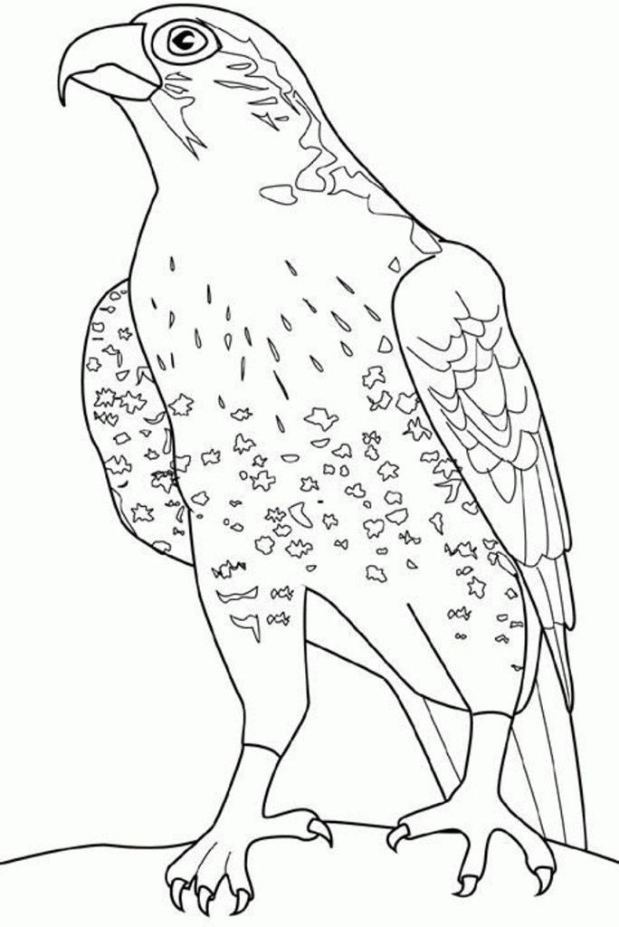 falcon-bird-coloring-pages