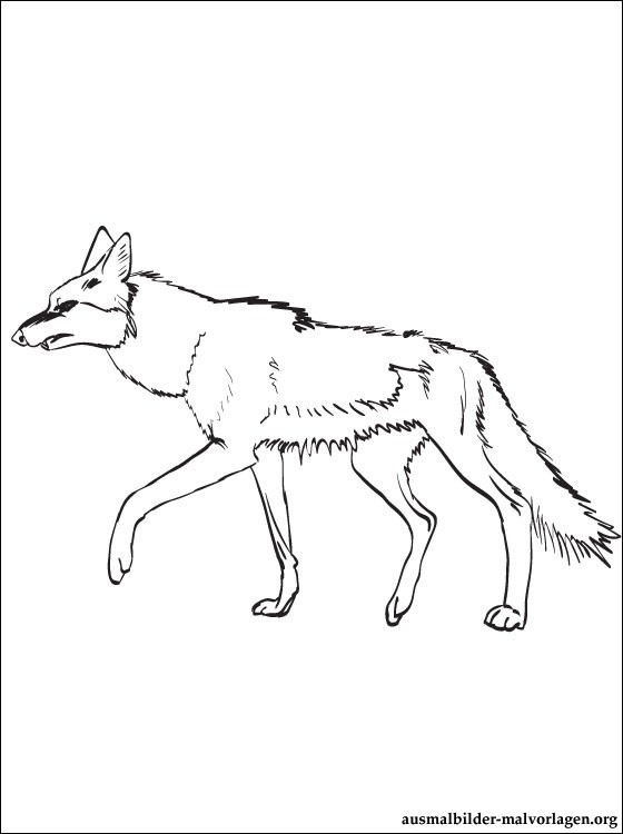 free-Jackal-printable-coloring-pages-for-preschool