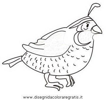 free-Quail-printable-coloring-pages-for-preschool