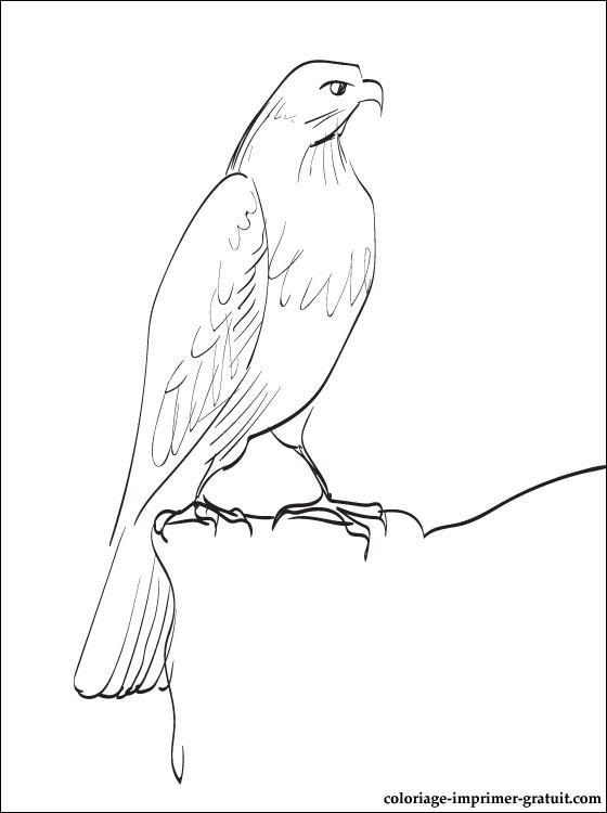 free-animals- Falcon-printable-coloring-pages-for-preschool