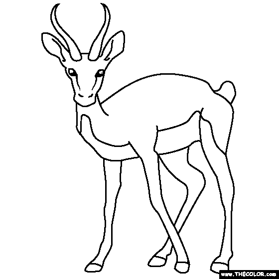 free-animals-Gazelle -printable-coloring-pages-for-preschool