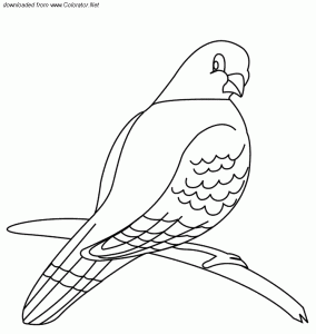 free-animals-Pigeon -printable-coloring-pages-for-preschool