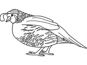 free-animals-Quail-printable-coloring-pages-for-kindergarten