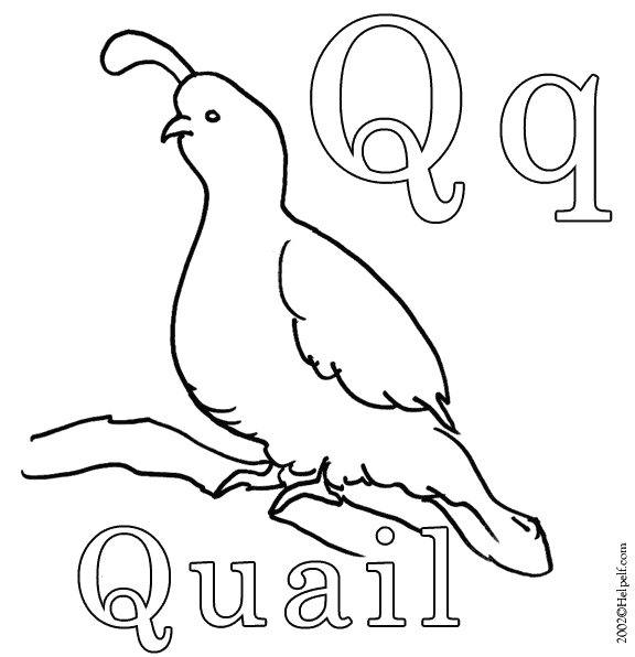 quail coloring pages - photo #16