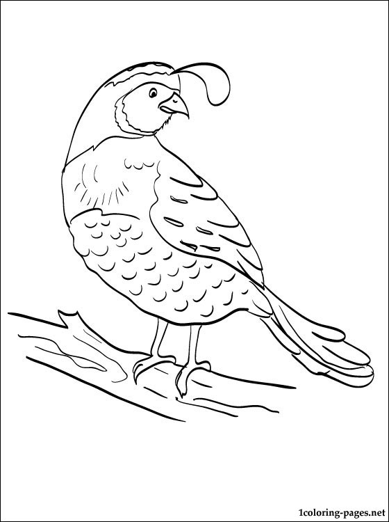 free-animals-Quail -printable-coloring-pages-for-preschool