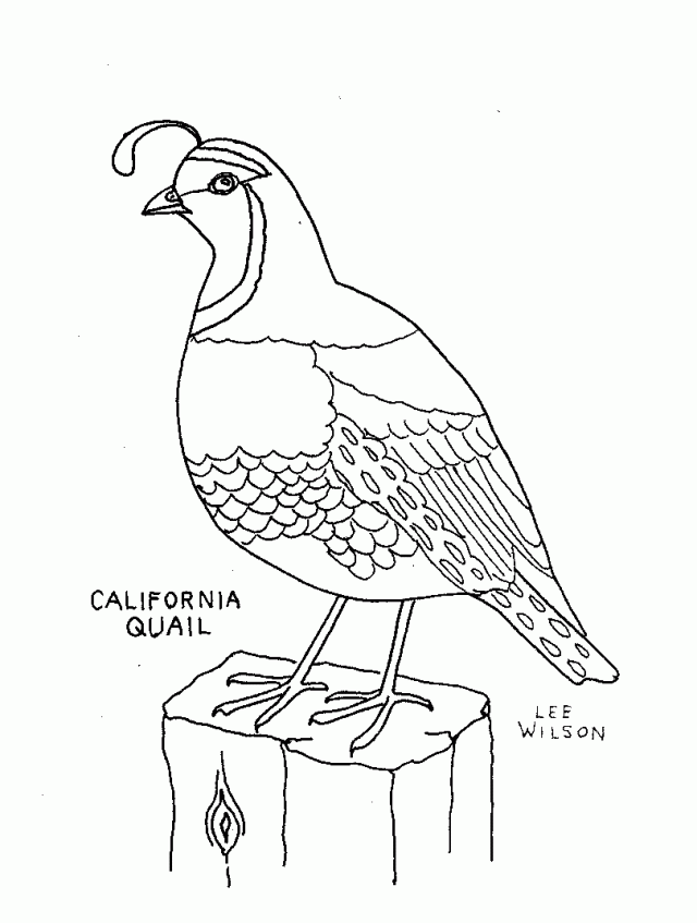 free-animals-Quail-printable-colouring-pages-for-preschool