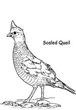 free-animals-Quail-printable-painting-pages-for-preschool