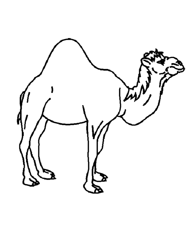 camel coloring pages for kids - photo #49