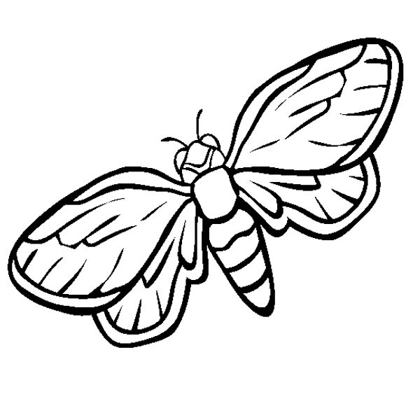 free-animals-cicada-printable-coloring-pages-for-preschool