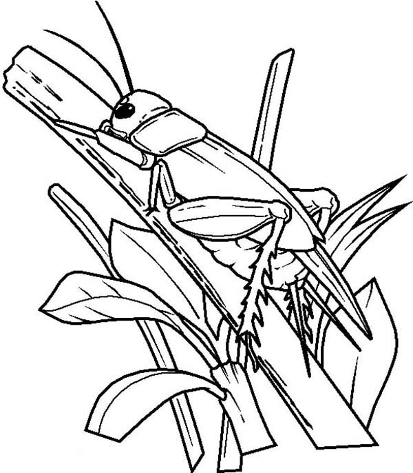 free-animals-grasshopper-printable-coloring-pages-for-kids