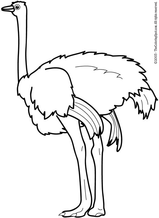 free animals-ostrich-printable-coloring-pages-for-preschool