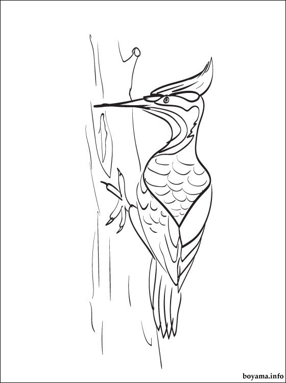 free-animals-woodpecker-printable-coloring-pages-for-children