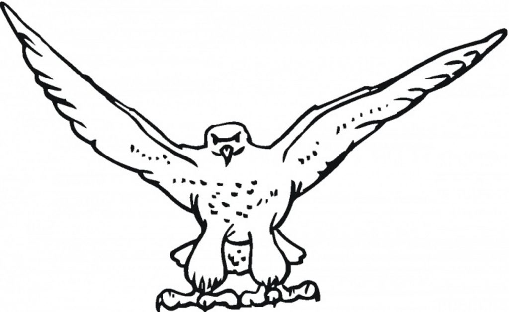 free-falcon-bird-coloring-pages