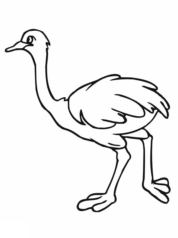 ostrich-coloring-pages