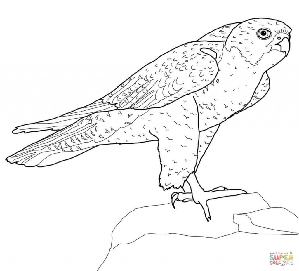 perched-peregrine-falcon-coloring-page