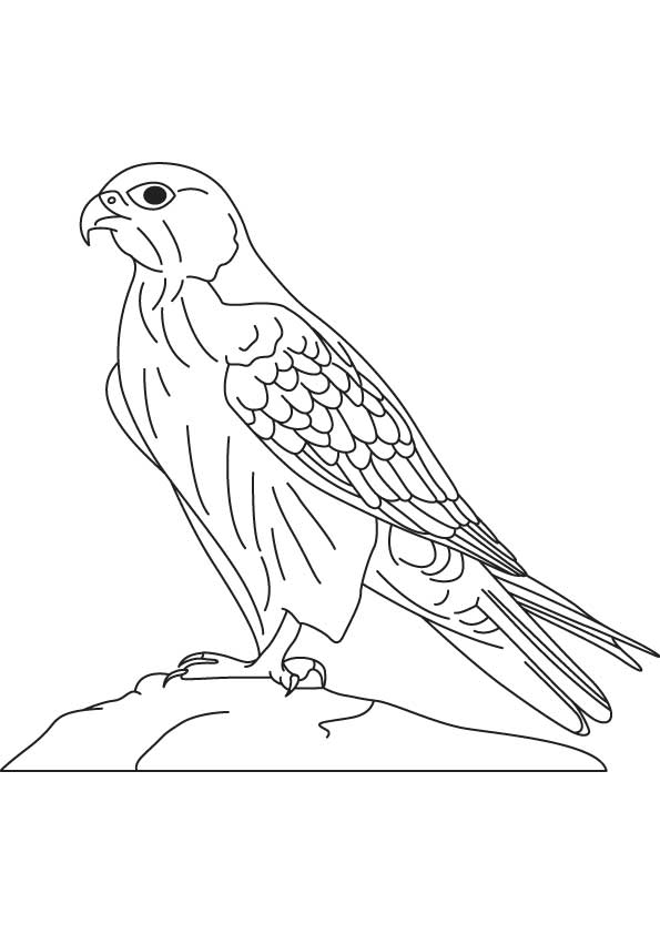 peregrine-falcon-colouring