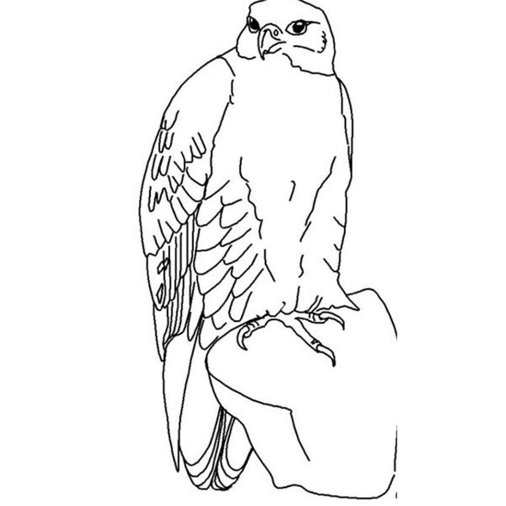 wild-falcon-bird-coloring-pages
