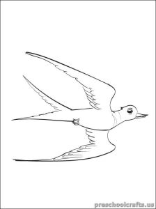 swallow coloring pages