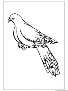 swallow printable coloring pages for preschool