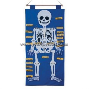Skeleton Crafts ideas - bulletin-board-human-body