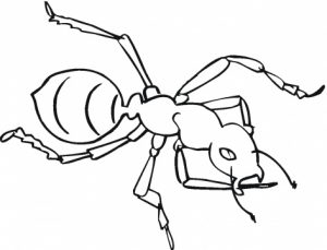 Ant coloring pages for kids