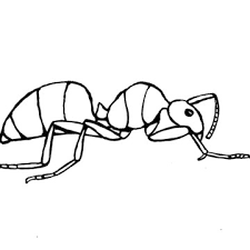 Ant colouring page for preschool