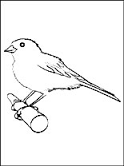 Canary coloring pages for kids