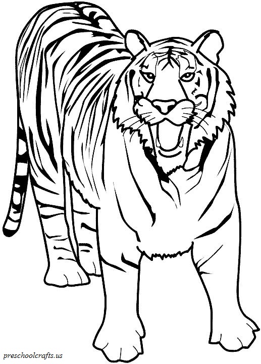Download free printable Tiger coloring pages ideas for preschool ...