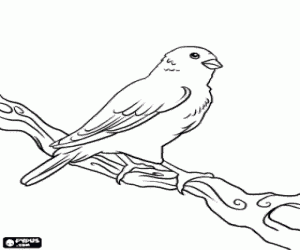 Free printable canary coloring pages for toddler
