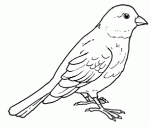 Free printable canary colouring pages for preschool