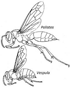 Hornet coloring pages for preschool