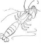 Free printable lobster coloring pages for adult